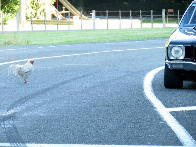 Juego chicken road - Descubre el Misterio de la Chicken Road Casino en España