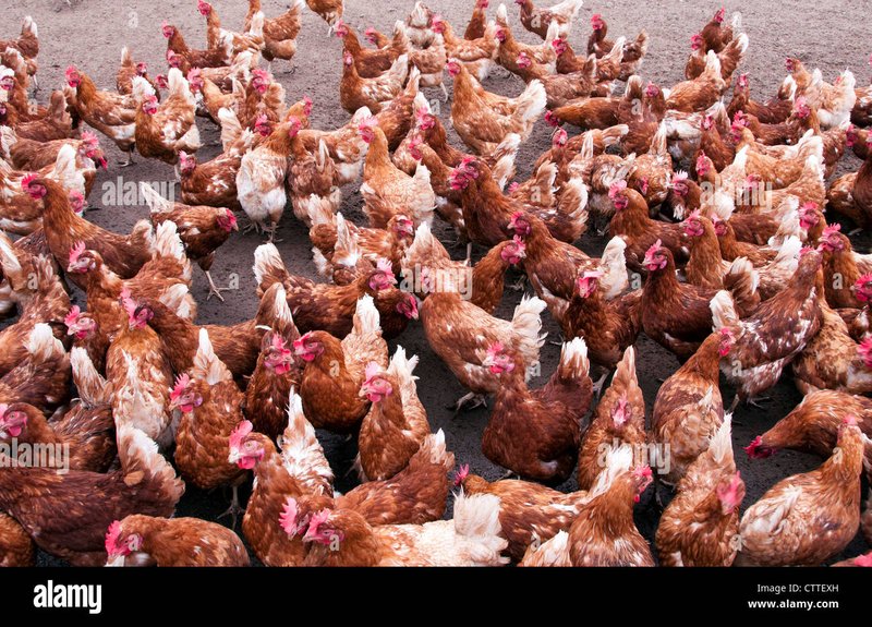 Image: Kijk uit naar de leuke speelervaring van Chicken Road casino online in